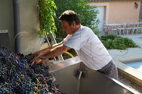 Denis Alary with harvested Grenache grapes at his   winery Domaine Daniel et Denis Alary Cairanne   Vaucluse France  Cairanne  Ctes du   RhneVillages