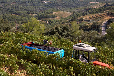 Harvesting Grenache grapes in vineyard of Domaine   Ferme StMartin high in the hills above Suzette   Vaucluse France   BeaumesdeVenise  Ctes du   RhneVillages