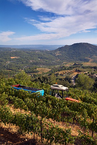 Harvesting Grenache grapes in vineyard of Domaine   Ferme StMartin high in the hills above Suzette   Vaucluse France   BeaumesdeVenise  Ctes du   RhneVillages