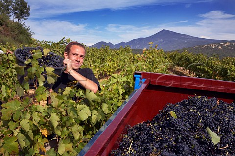 Thomas Jullien harvesting Grenache grapes in   vineyard of Domaine Ferme StMartin high in the hills   above Suzette with Mont Ventoux in distance    Vaucluse France   BeaumesdeVenise  Ctes du   RhneVillages