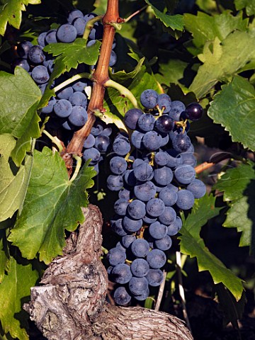 Bunch of Grenache grapes in vineyard of Domaine de   LongueToque Gigondas Vaucluse France   Gigondas    Ctes du RhneVillages