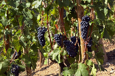 Ripe Syrah grapes in vineyard on the Cte Blonde    Ampuis Rhne France   Cte Rtie