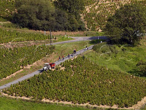 Grape pickers walking between vineyards in the hills   above Chiroubles France   Chiroubles  Beaujolais