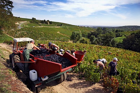 Harvesting Gamay grapes from vineyard in the hills   above Chiroubles France   Chiroubles  Beaujolais