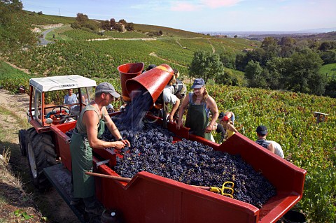 Harvesting Gamay grapes from vineyard in the hills   above Chiroubles France   Chiroubles  Beaujolais