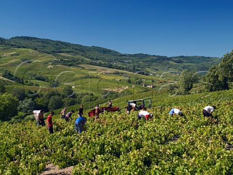 Harvesting Gamay grapes in vineyard near Fleurie   France  Fleurie  Beaujolais