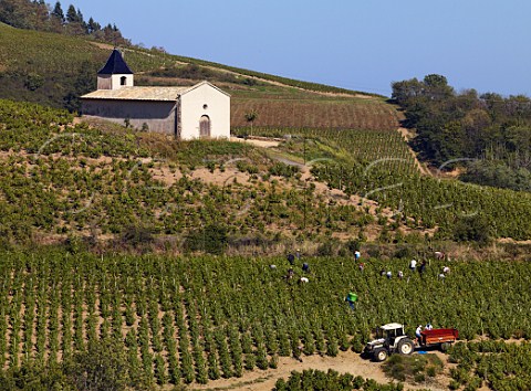 Harvesting Gamay grapes in vineyard below the   StRoch chapel in the hills above Chiroubles France   Chiroubles  Beaujolais