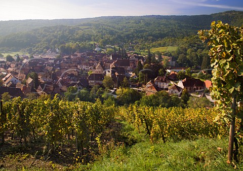Kastelberg Grand Cru vineyard overlooking Andlau   BasRhin France  Alsace