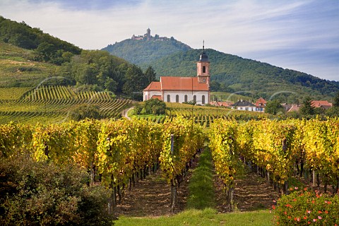 Church surrounded by vineyards with Chteau du   HautKnigsbourg on the hilltop beyond Orschwiller   BasRhin France  Alsace