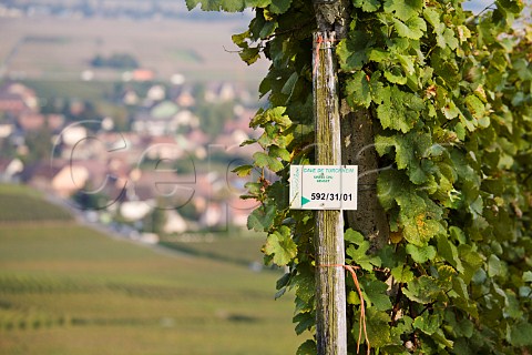 Vines of Cave de Turckheim in the Hengst Grand Cru   vineyard overlooking Wettolsheim HautRhin   France  Alsace