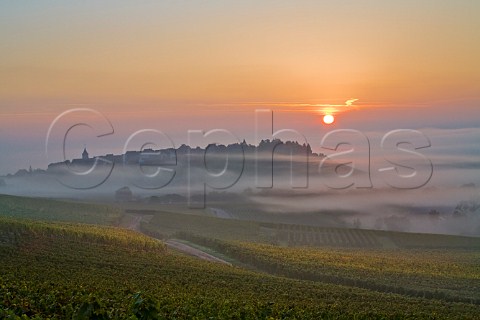 Misty sunrise over Schoenenbourg and Froehn Grand   Cru vineyards Zellenberg HautRhin France    Alsace
