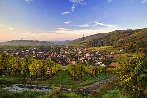 Schoenenbourg Grand Cru vineyard overlooking   Riquewihr HautRhin France   Alsace