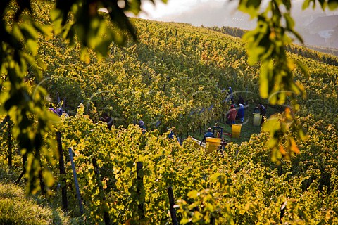 Harvesting Riesling grapes in   Schoenenbourg Grand Cru vineyard Riquewihr   HautRhin France   Alsace