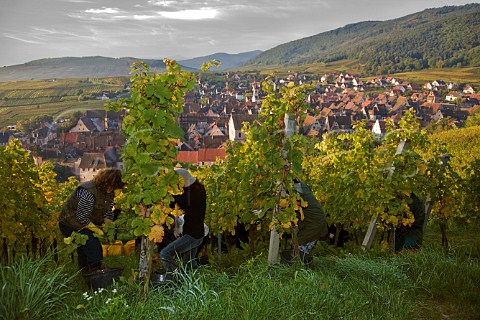 Turkish pickers harvesting Riesling grapes in   Schoenenbourg Grand Cru vineyard Riquewihr   HautRhin France   Alsace