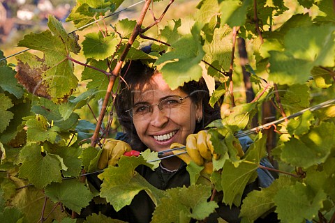 Picker harvesting Riesling grapes in   Schoenenbourg Grand Cru vineyard Riquewihr   HautRhin France   Alsace