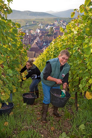 Pickers harvesting Riesling grapes in   Schoenenbourg Grand Cru vineyard Riquewihr   HautRhin France   Alsace