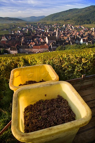 Harvested Riesling grapes in Schoenenbourg Grand Cru vineyard Riquewihr HautRhin France  Alsace