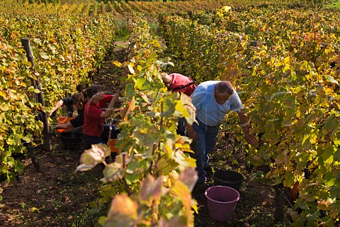 Harvesting Pinot Noir grapes in Brand Grand Cru   vineyard Turckheim HautRhin France  Alsace