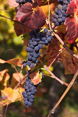 Pinot Noir grapes in Brand Grand Cru vineyard   Turckheim HautRhin France  Alsace