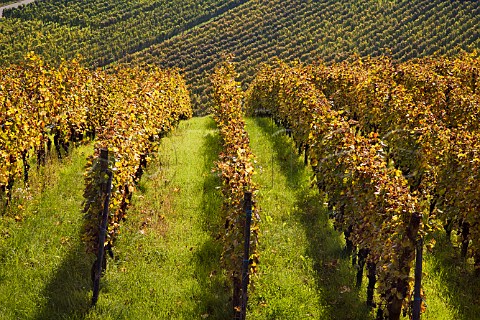 Brand Grand Cru vineyard with Drachenloch vineyard   beyond Turckheim HautRhin France  Alsace