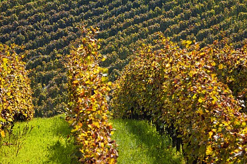 Brand Grand Cru vineyard with Drachenloch vineyard   beyond Turckheim HautRhin France  Alsace