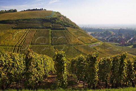 Drachenloch vineyard on the slopes of Letzenberg   seen from Brand Grand Cru vineyard Turckheim   HautRhin France  Alsace