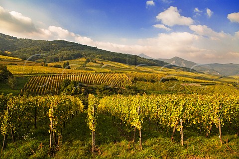 Vineyard near Hunawihr HautRhin France  Alsace