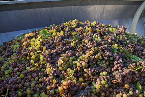 Botrytis affected Riesling grapes of Weingut Johann   Mertes in Erdener Treppchen vineyard Erden Germany   Mosel