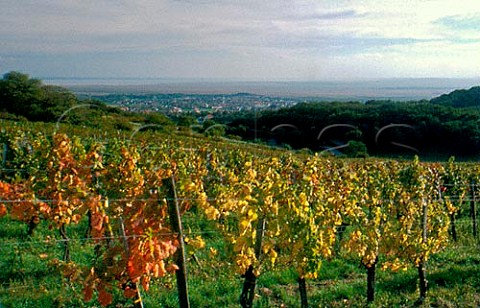 Eisner vineyard Purbach Burgenland  Austria Neusiedlersee