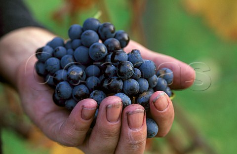 Bunch of Zweigelt Sptlese grapes in the  Gfanger vineyard of Weingut Paul  Kerschbaum Horitschon Burgenland  Austria Mittelburgenland