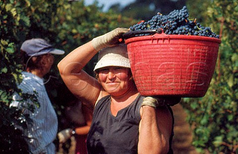 Harvesting Cabernet Sauvignon grapes in vineyard of Podere Guado al Melo Castagneto Carducci Tuscany Italy  Bolgheri