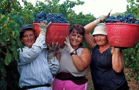 Harvesting Cabernet Sauvignon grapes in vineyard of Podere Guado al Melo Castagneto Carducci Tuscany Italy  Bolgheri