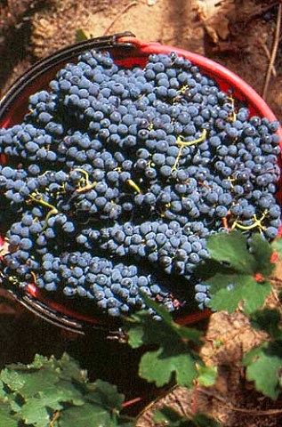 Harvested Cabernet Sauvignon grapes of Podere Guado al Melo Castagneto Carducci Tuscany Italy  Bolgheri