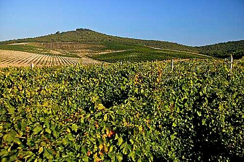 Avvoltore vineyard of Moris Farms Maremma Tuscany Italy  Monteregio di Massa Marittima