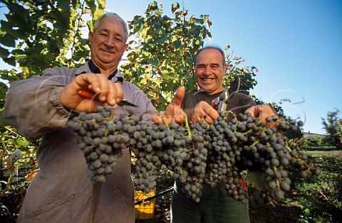 Pickers with harvested Cannonau grapes in vineyard at Santa Maria La Palma Alghero Sardinia Italy