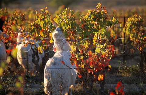 Sheep eating autumnal vine leaves Sardinia Italy