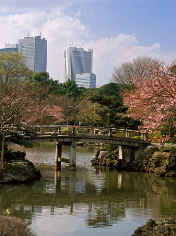 Cherry blossom sakura in Shinjuku Gyoen Park  Shinjuku district Tokyo Japan