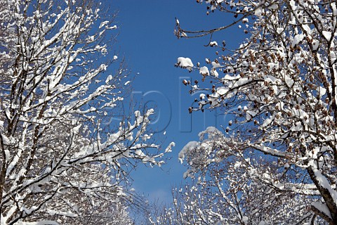 Snow covered trees over the road leading to the Col des Annes from Le GrandBornand HauteSavoie France