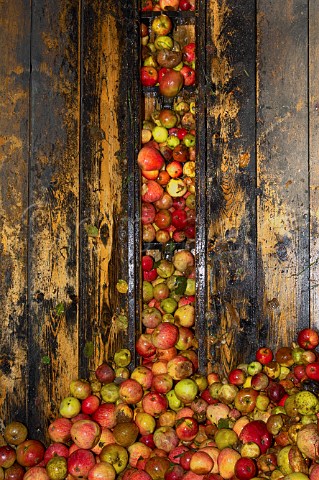 Processing harvested apples from Burrow Hill orchard of the Somerset Cider Brandy Company Kingsbury Episcopi Somerset England