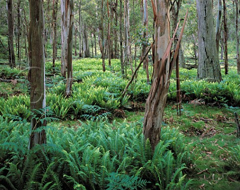 Ferns and Snow Gums Kanangra Boyd National Park New South Wales Australia