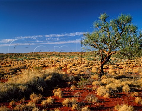 Grevillea and spinifex grass on red sand in the Pilbara region of Western Australia