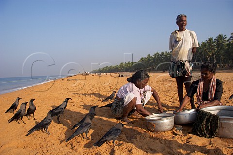 Crows lined up as the Indian women sort the catch of tiny fish on the palm fringed beach north of Thiruvananthapuram Trivandrum Kerala India