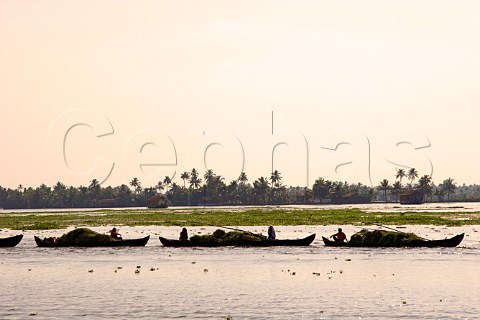 A row of traditional Keralan longboats kettu vallam connected together carrying harvested rice on the Kuttanad the backwaters of Kerala known as the Venice of the East Kerala India