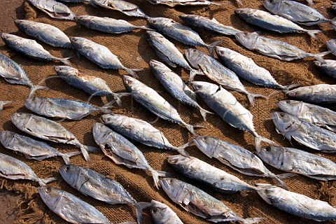 Fish laid out to dry in the sunshine at Connemara Market Thiruvananthapuram Trivandrum Kerala India