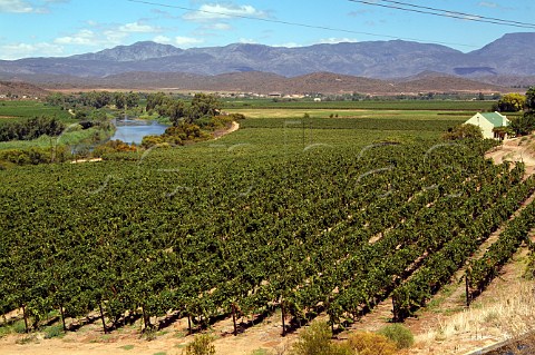 Vineyard by the Breede River near Robertson Western Cape South Africa Breede River Valley