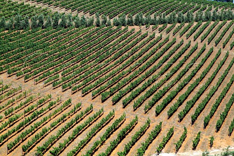 Vineyard of Hidden Valley estate on the slopes of the Helderberg Mountain  Stellenbosch Cape Province South Africa