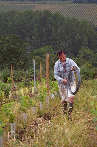 Christophe Papin putting in wires for young Chenin Blanc vines in a recently replanted section of les Rouannires vineyard Chteau Pierre Bise BeaulieusurLayon MaineetLoire France Coteaux du LayonVillages