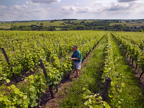 Claude Papin working in Chenin Blanc vineyard of Chteau Pierre Bise above the Layon valley near BeaulieusurLayon MaineetLoire France Coteaux du LayonVillages