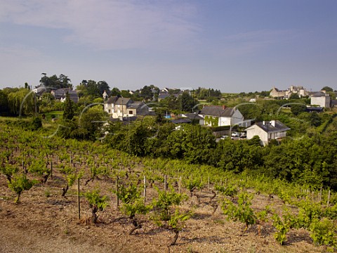 Vineyard at La HaieLongue MaineetLoire France Coteaux du Layon