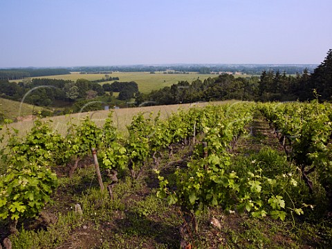 Vineyard above the Louet River at La HaieLongue MaineetLoire France Coteaux du Layon